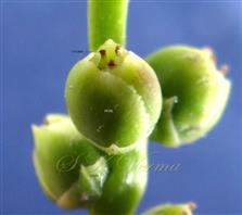  Female flowers
